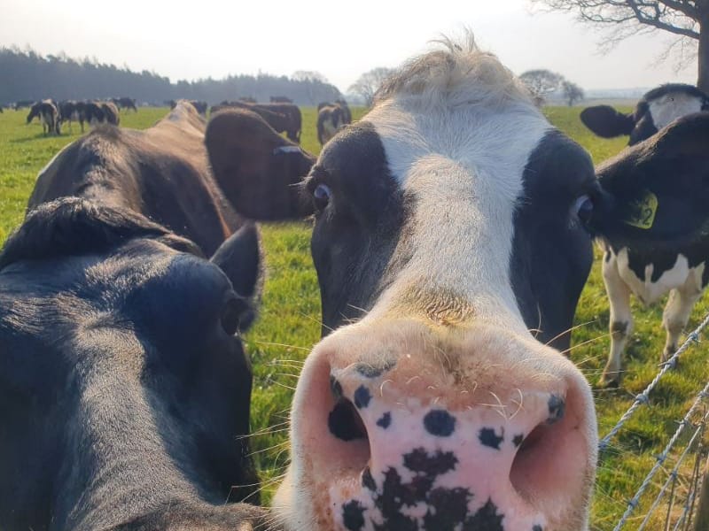 Spring is in the air and the cows are back out in the fields!